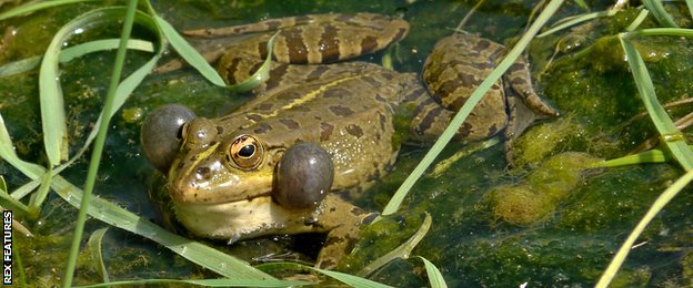 Frog croaking